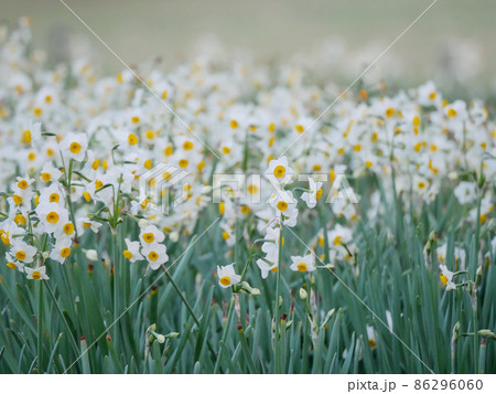 凛とした花 冬の花 凛としたの写真素材