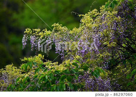 山藤の花の写真素材