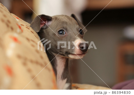 イタグレ かわいいの写真素材