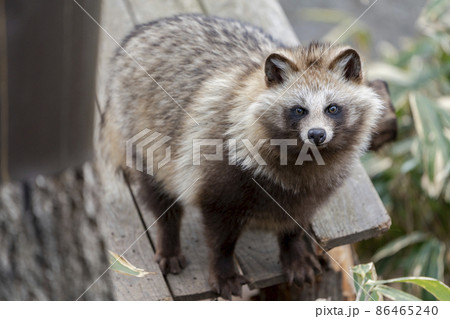 狸 タヌキ 夜行性 たぬきの写真素材 - PIXTA