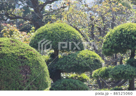 貝塚 植木 植物 樹木の写真素材