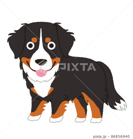 犬 バーニーズマウンテン 動物 大型犬のイラスト素材