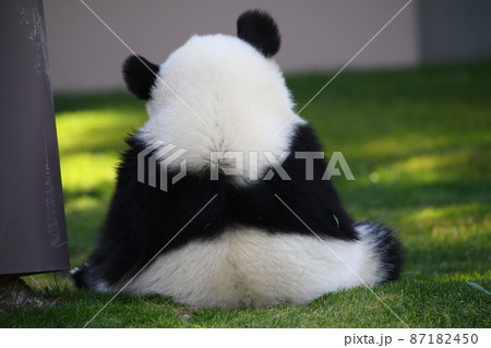パンダ 後姿 後ろ 芝生の写真素材