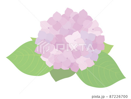 あじさい 花 自然 葉っぱのイラスト素材