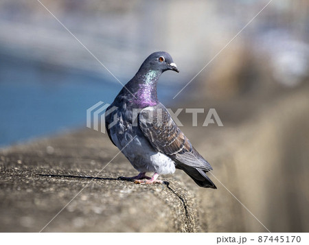 ハト目ハト科の写真素材