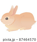 うさぎ 写実 リアル 横向きのイラスト素材