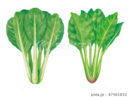 小松菜のイラスト素材集 ピクスタ