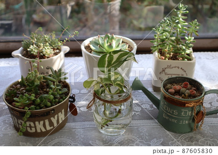 瓶 観葉植物 空き瓶の写真素材