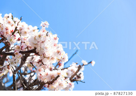 梅の花と青空のイメージ