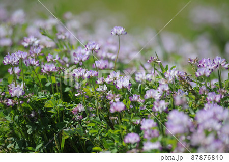 れんげ 花畑の写真素材