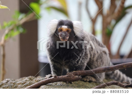 屋内 動物 黒 動物園の写真素材