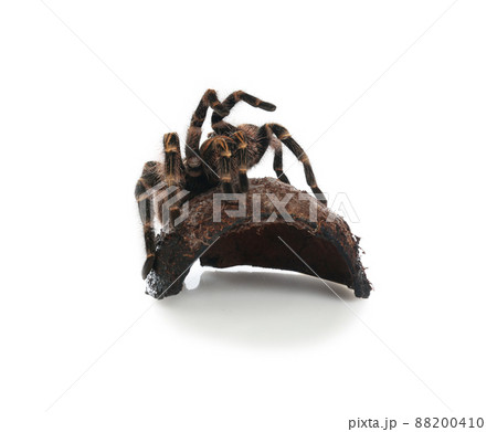 蜘蛛貝の写真素材