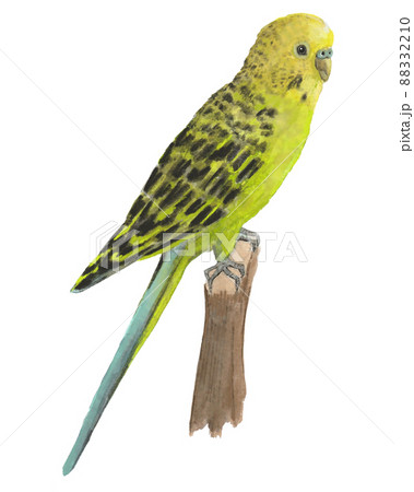 インコ オウムのイラスト素材集 ピクスタ