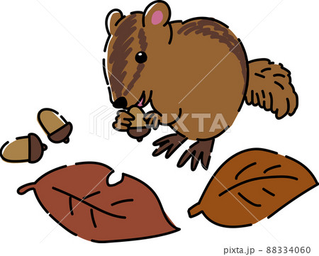小動物 リス どんぐりのイラスト素材