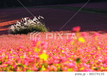 花 赤花そば 赤花蕎麦 赤花ソバの写真素材