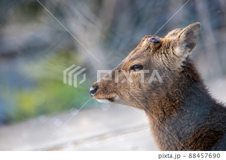 動物 鹿 陸上動物 横顔 生物の写真素材