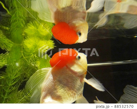 コブ金魚の写真素材