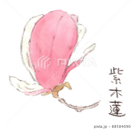 紫木蓮 木蓮 花 マグノリアのイラスト素材 - PIXTA
