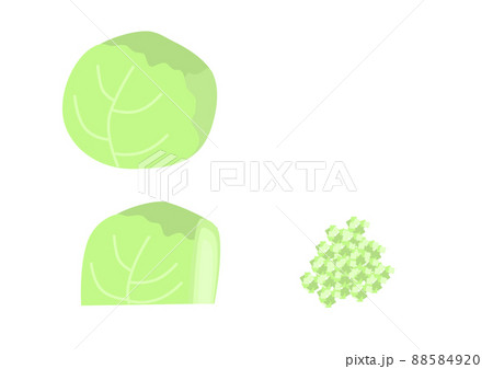 キャベツ 野菜 カット 切り方の写真素材