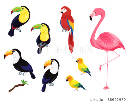 インコ オウムのイラスト素材集 ピクスタ