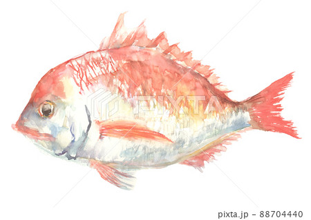 水彩画 鯛 魚 魚類の写真素材 - PIXTA