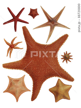 ヒトデ 絵の写真素材