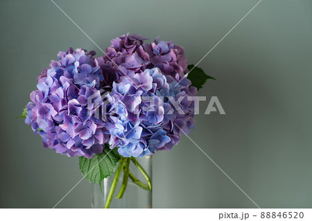 花瓶 紫陽花 切り花 生花の写真素材