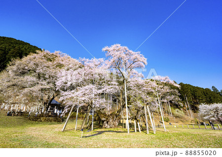 アクリル画　原画　「根尾谷淡墨桜」額縁付　SMサイズ　風景画 d7f1ba4d3e4adf2a6c22d2fa18a122