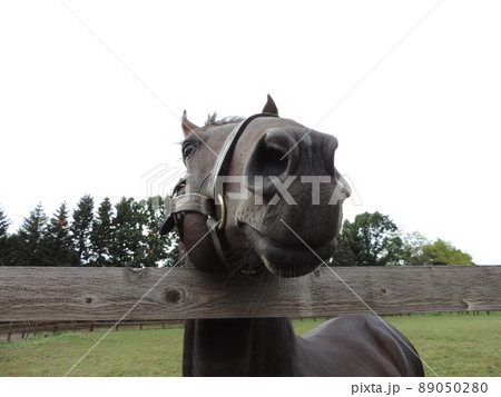 馬のいる景色の写真素材 - PIXTA