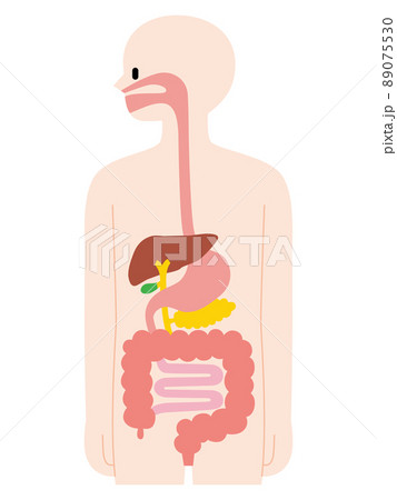 胃 内臓 簡単の写真素材