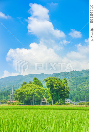 向日葵 夏 ノスタルジック 田舎の写真素材