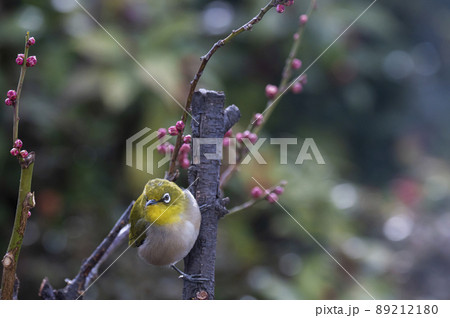 鳥の後ろ姿の写真素材