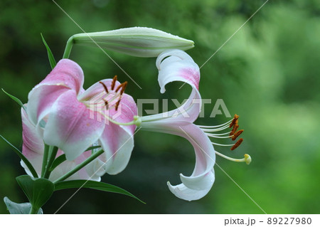 フランスの国花の写真素材