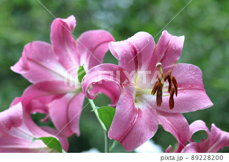 フランスの国花の写真素材