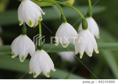 ベル型 花の写真素材