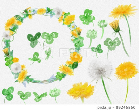 たんぽぽ 植物 花 冠のイラスト素材 - PIXTA