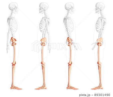 Upper limb Arm with Shoulder girdle Skeleton Human front view. Set