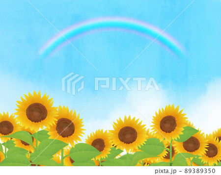 虹 ひまわり ひまわり畑 青空の写真素材 - PIXTA