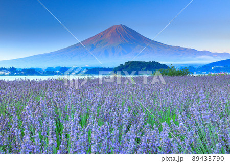 富士山 河口湖町 大石公園 「雲間の富士山」 （富士山 春 花畑