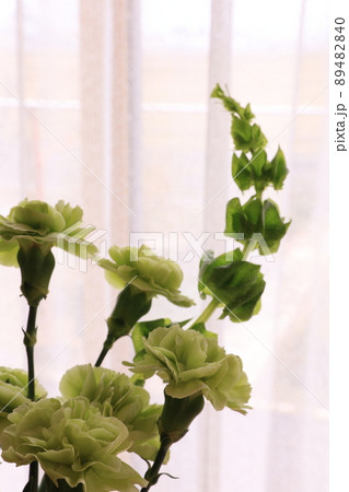 モルセラの写真素材