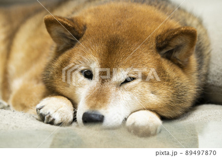 眠い犬の写真素材