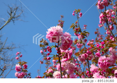 花 白い花 ピンクの花 スモモの写真素材
