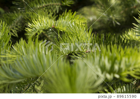松葉 植物 針葉樹の写真素材