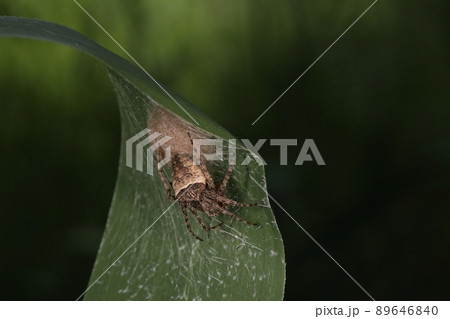 鬼蜘蛛の写真素材