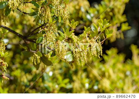 樫の若葉の写真素材
