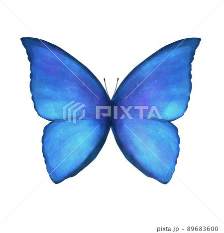 青い蝶のイラスト素材