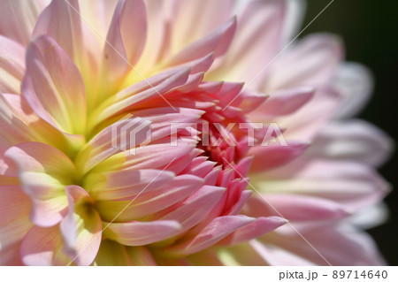 メキシコの国花の写真素材