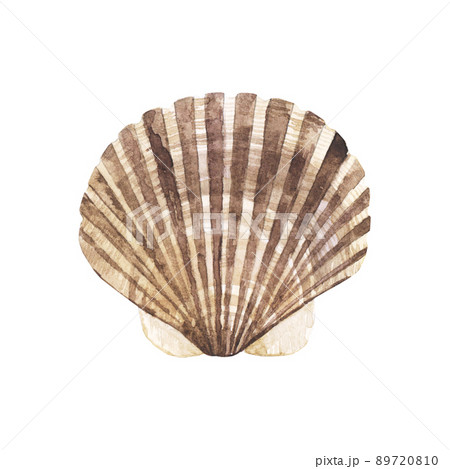 水彩画 壺と貝殻の作品 水彩画 壺と貝殻の作品 水彩画 壺と貝殻の作品 貝殻(Shells