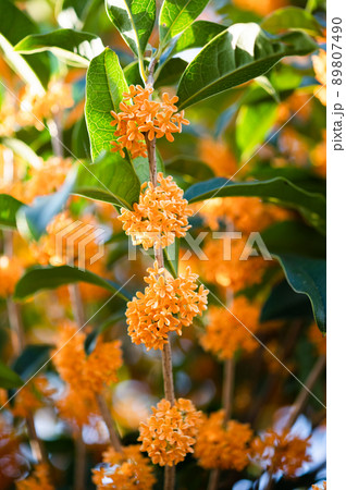 オレンジ色 小さい 花の写真素材