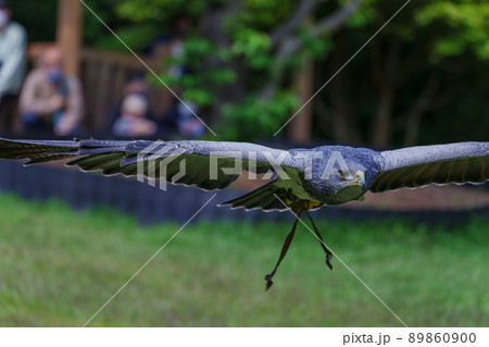 肉食の鳥の写真素材